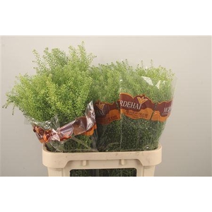 Lepidium Green Bell