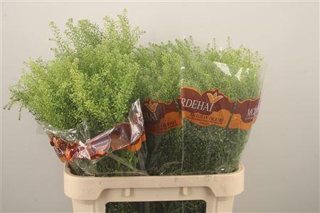 <h4>Lepidium Green Bell</h4>