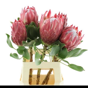 PROTEA CY RED REX