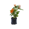 IXORA MINI LARANJA SAQ 30
