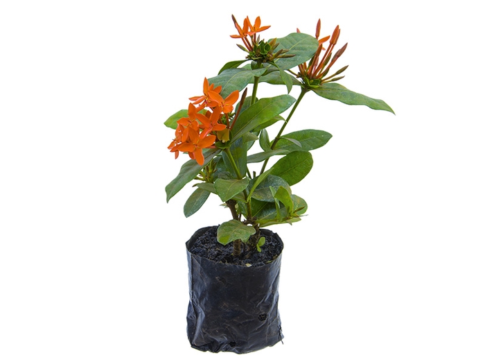 IXORA MINI LARANJA SAQ 30