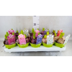 Hyacinthus orie. 'Pearl'  ...mix  5