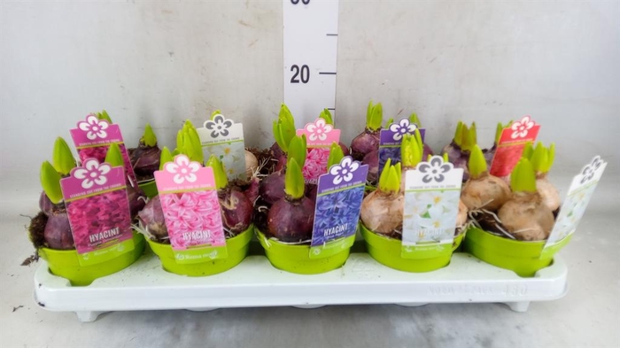 <h4>Hyacinthus orie. 'Pearl' ...mix 5</h4>