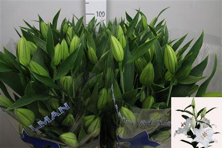 <h4>Li Or Santander 4+</h4>