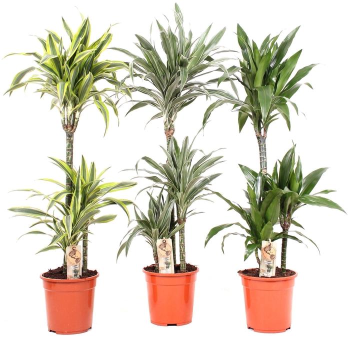 <h4>Deremensis P21 60-30-15 3 soorten mix</h4>