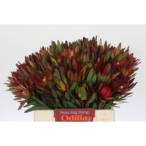 Leucadendron Saf Sunset Dark Red