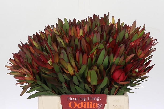 <h4>Leucadendron Saf Sunset Dark Red</h4>