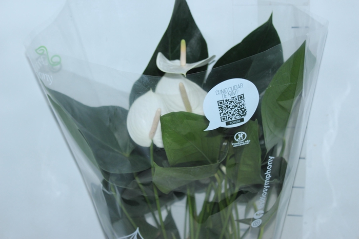<h4>ANTHURIUM WHITE WINNER P17</h4>
