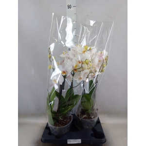 Phalaenopsis  'Marvellous White'