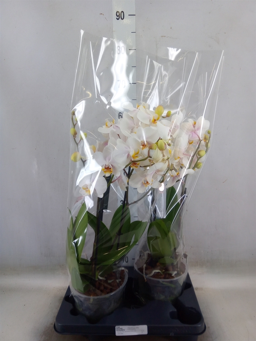 <h4>Phalaenopsis  'Marvellous White'</h4>