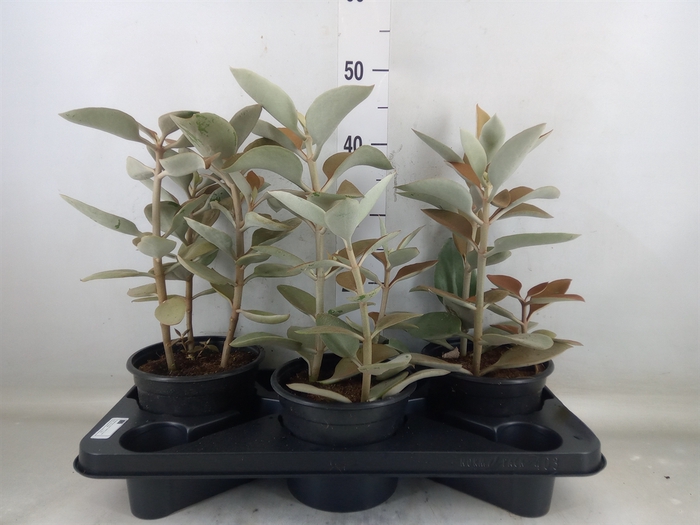 <h4>Kalanchoe NF orygalis</h4>