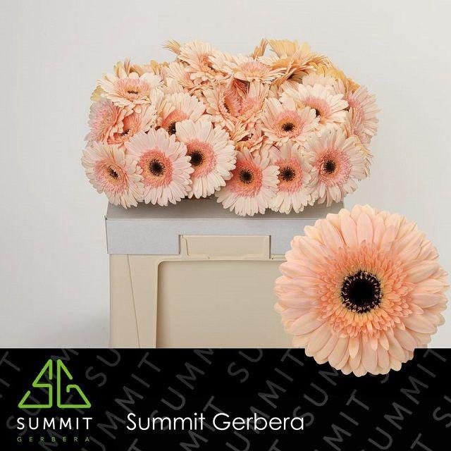 <h4>Gerbera Cafe del Mar Water</h4>