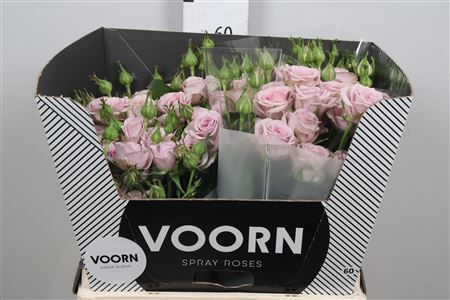 <h4>Rosa TR 'Nadia Duran'</h4>