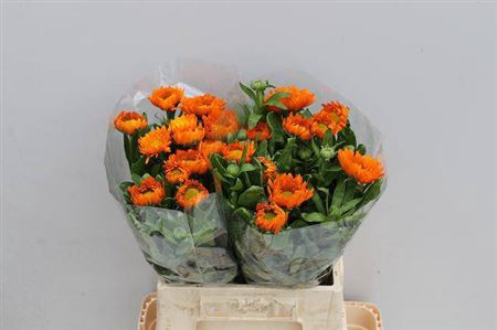 <h4>Calendula Green Spot Or</h4>
