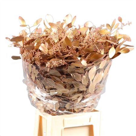 <h4>Populus Bes Geverfd Lang</h4>