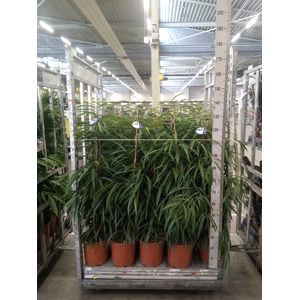 Ficus binn. 'Alii'