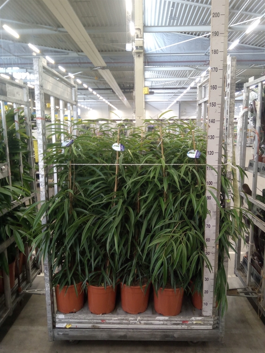 <h4>Ficus binn. 'Alii'</h4>