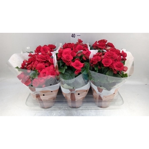Begonia elat. DU 'Halo'