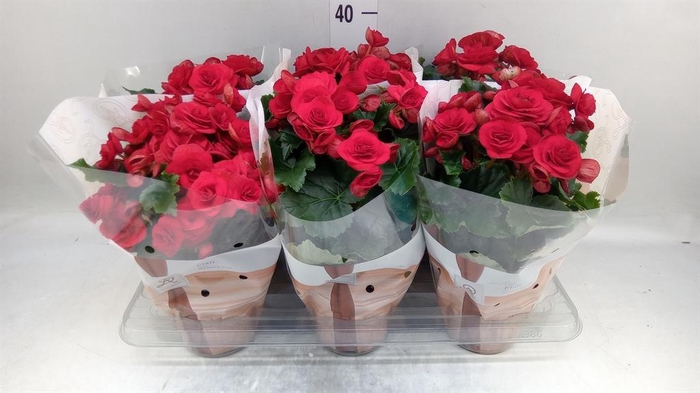 <h4>Begonia elat. DU 'Halo'</h4>