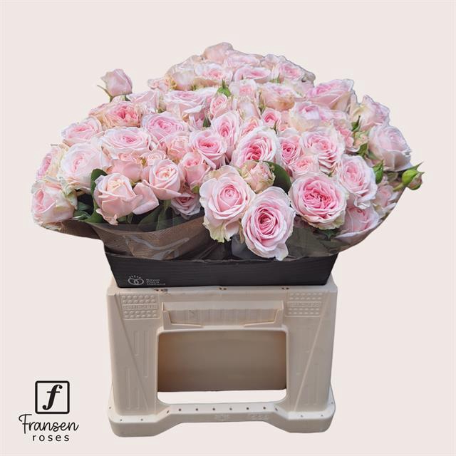 <h4>Rosa spray rosa loves me with fatal attraction</h4>