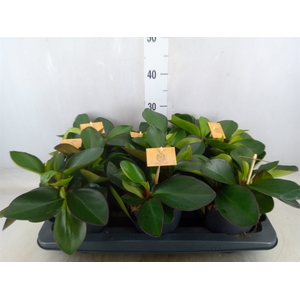 Peperomia clusiifolia 'Red Margin'