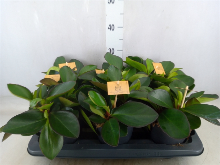 <h4>Peperomia clusiifolia 'Red Margin'</h4>