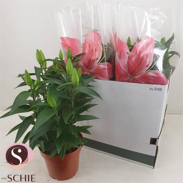 <h4>LIL OR MAGNY COURS</h4>