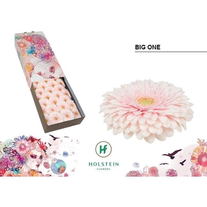 GE GB GERPONI BIG ONE Doos x50