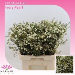 Chamelaucium Ivory Pearl