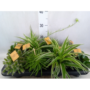 Planten  ..mix