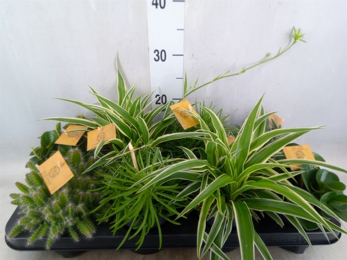 <h4>Planten  ..mix</h4>