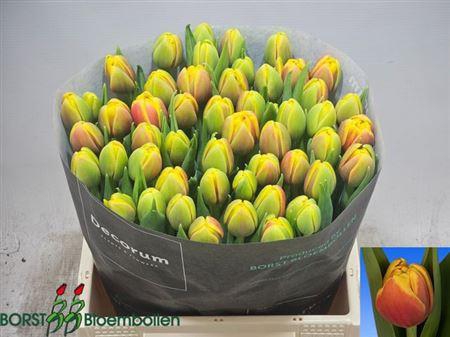 <h4>Tu Du Shell</h4>