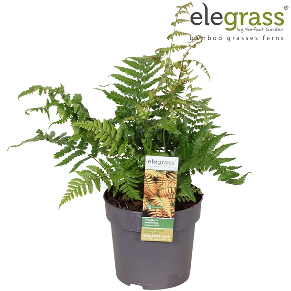 <h4>Dryopteris 'Jurassic Gold' P14</h4>