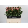 Paeonia Sarah Bernhardt