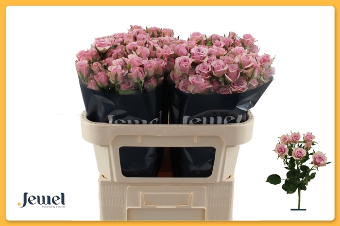 <h4>ROSA TR 'LEILA LILAC'</h4>