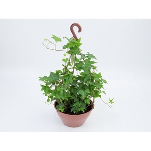 HEDERA VERDE C21