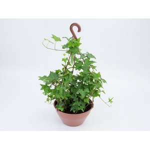 HEDERA VERDE C21