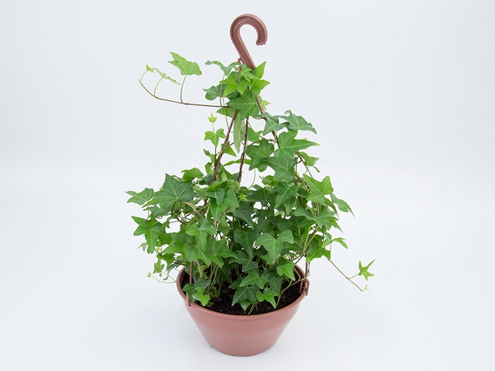 <h4>HEDERA VERDE C21</h4>