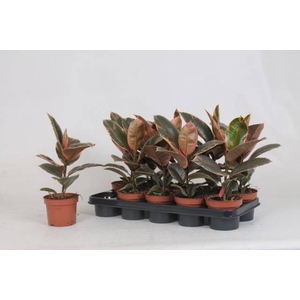 Ficus elastica Belize 12Ø 35cm 1pp