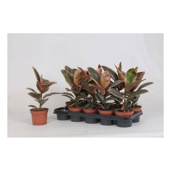 <h4>Ficus elastica Belize 12Ø 35cm 1pp</h4>