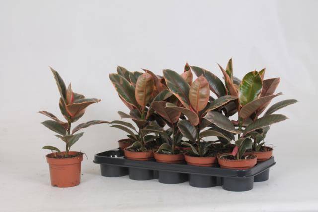 Ficus elastica Belize 12Ø 35cm 1pp