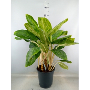 Aglaonema  'King of Siam'