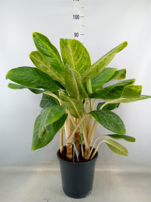 <h4>Aglaonema  'King of Siam'</h4>