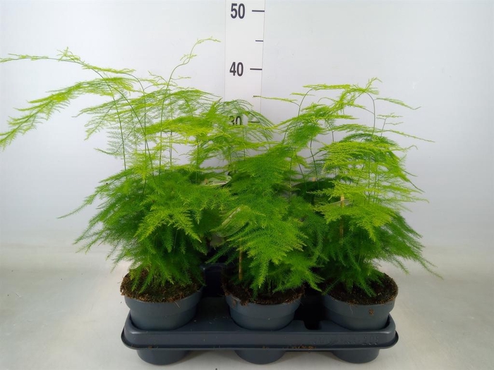 <h4>Asparagus setaceus</h4>