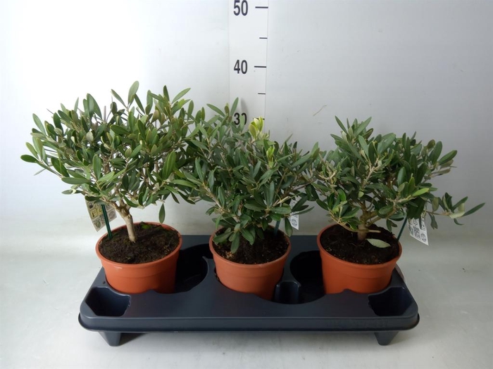 <h4>Olea europaea</h4>
