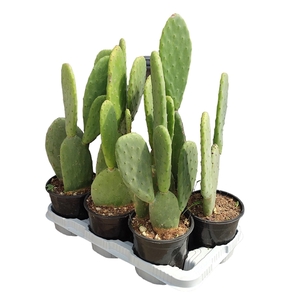 OPUNTIA FICUS INDICA - POT Ø 17 - TRAY 6 PCS (CACTUS)