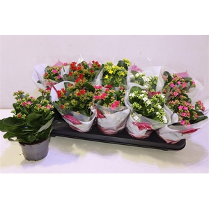 arr8 Kalan Bl Gem 5 Kl