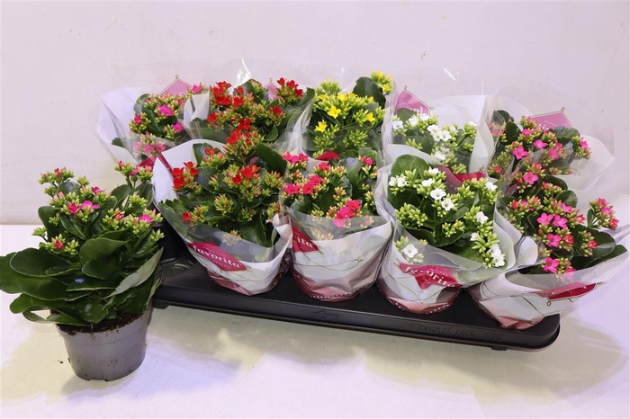 <h4>arr8 Kalan Bl Gem 5 Kl</h4>