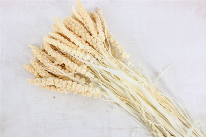 Dried Panicum Grass Bleached Bunch