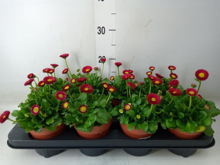 <h4>Bellis perennis 'Belladaisy'  ..mix</h4>